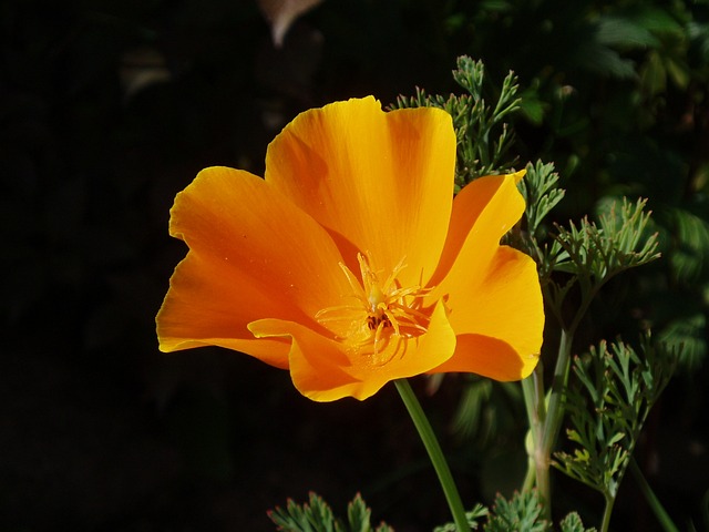California