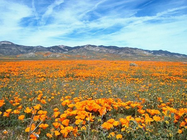 california-640x480-57361840.jpeg