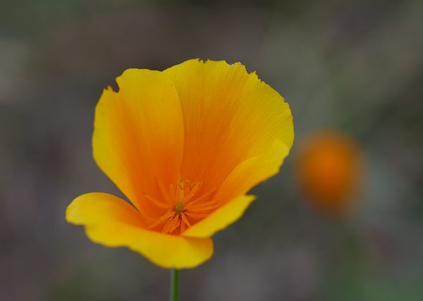 california-640x480-72376767.jpeg