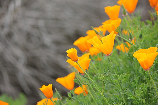 Select California Taxes