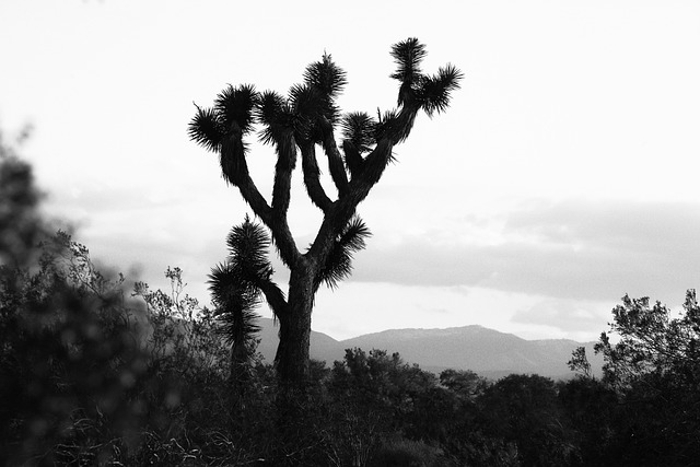 Select Travel to California