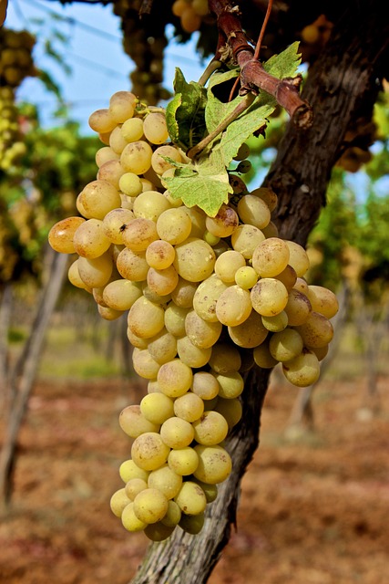 Trusted-by-Dealers: Streamlining Transparency with VIN Verification in Riverside, CA