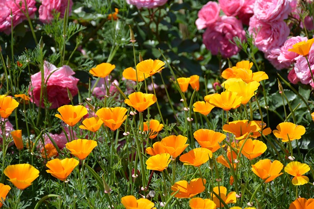 Select California Taxes