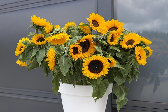 Select Vans Perfect for Seasonal Use: Maximize Your Investment