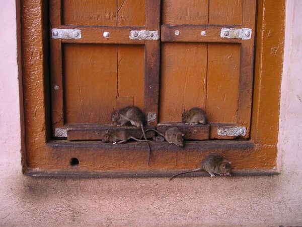 select-rat-rods-640x480-49341737.jpeg