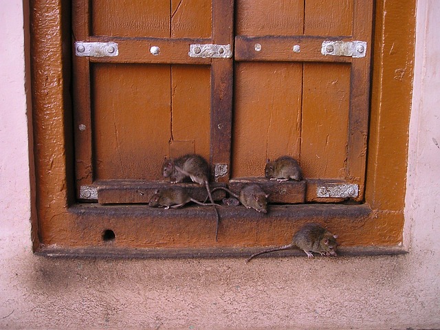 select-rat-rods-640x480-49341737.jpeg