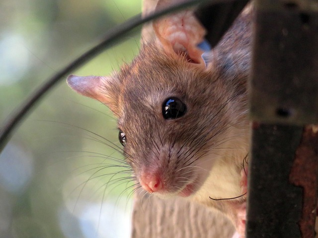 Select Rat Rods