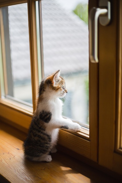 Select Window Tinting