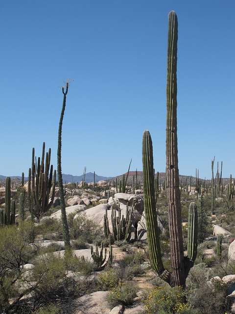 select-travel-to-california-640x480-38834074.jpeg
