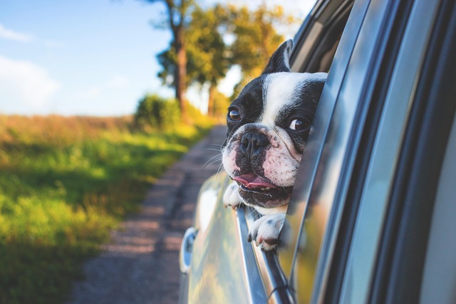 Register Car California: VIN Verifier, Online or In-Person
