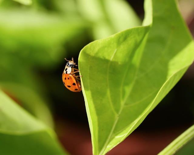 Simplifying Select DOT Compliance: Streamline Regulations for Adherence